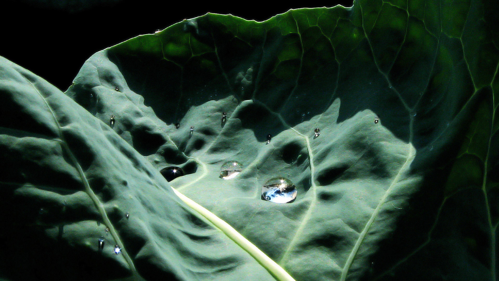 Капустный лист