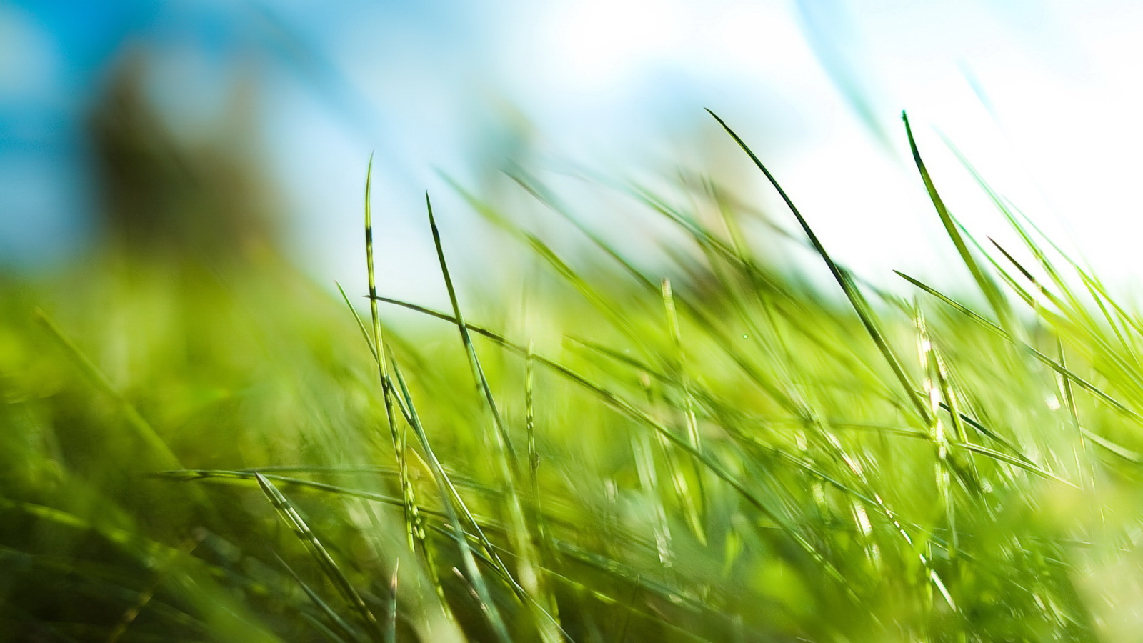 Зеленая трава