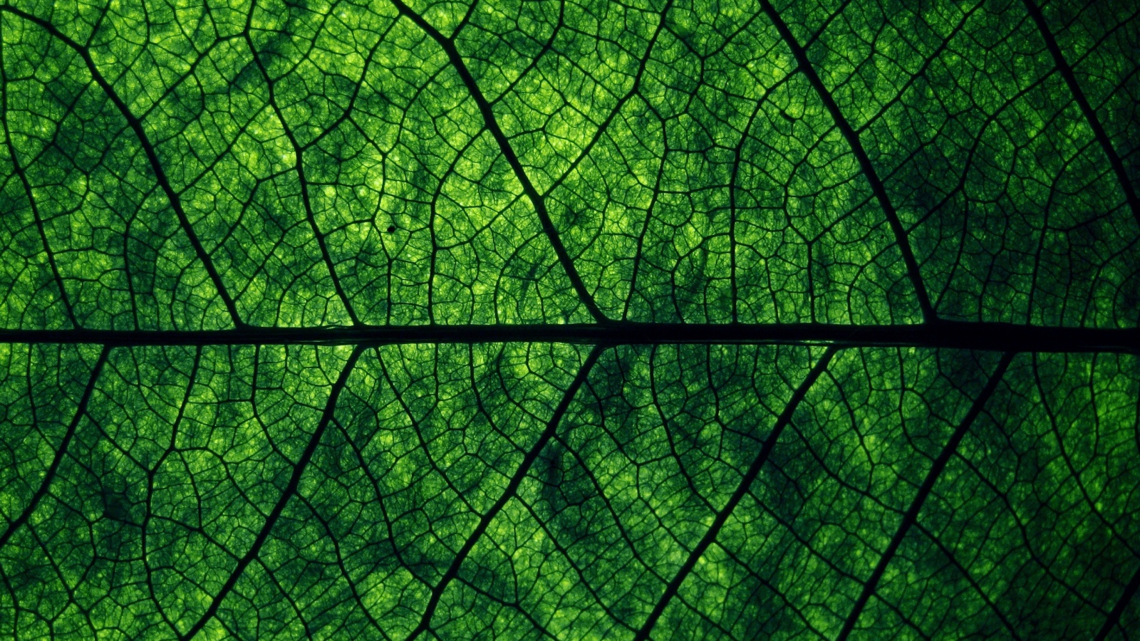 Зеленый лист Макро фото