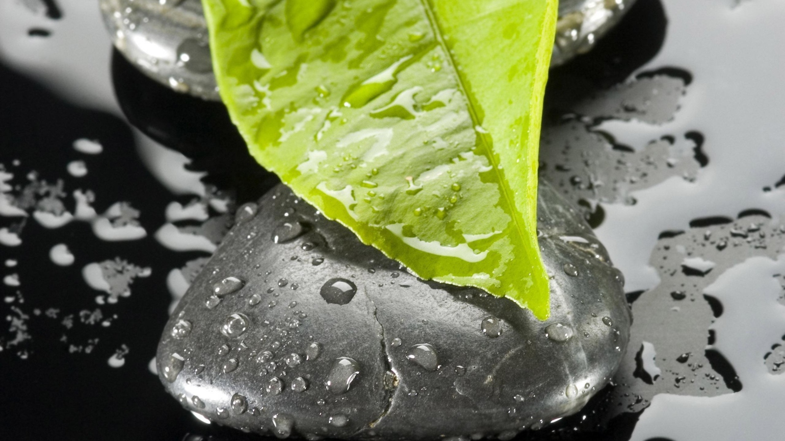 Листок на камне