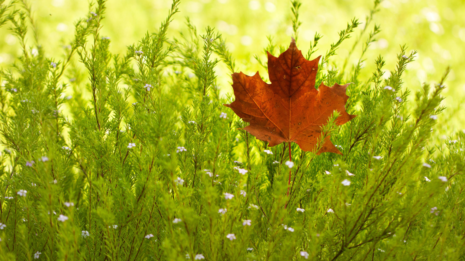 Кленовый лист