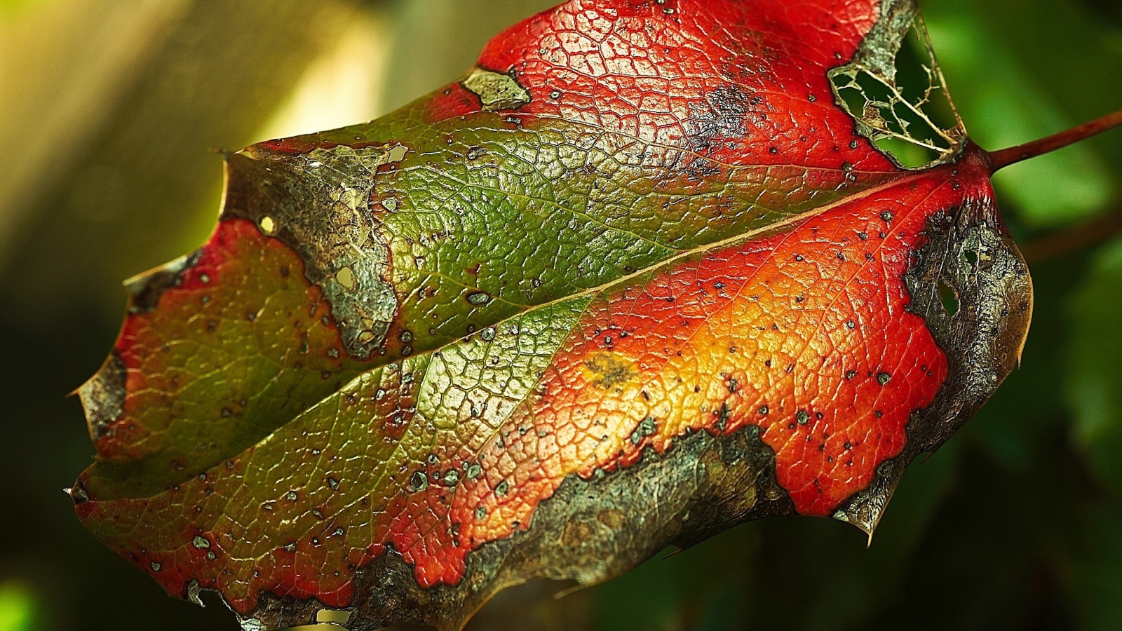 Яркий листик