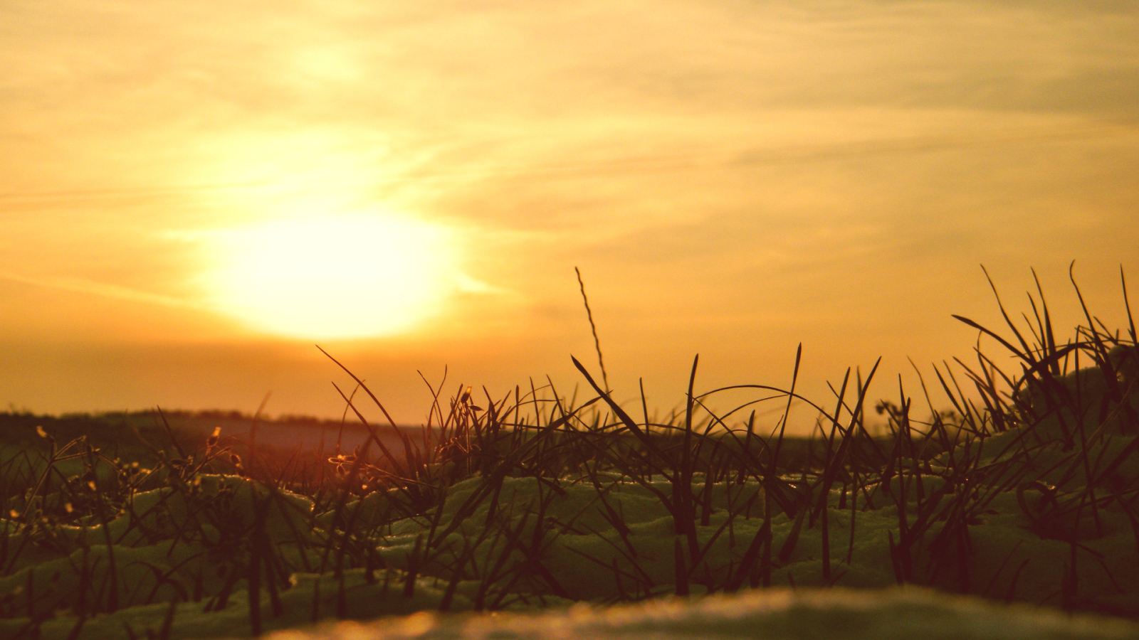 Сквозь снег