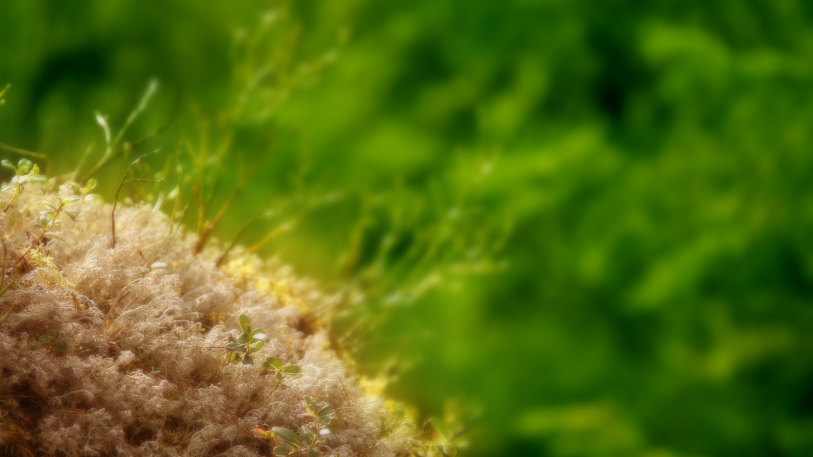 Маленькие ростки