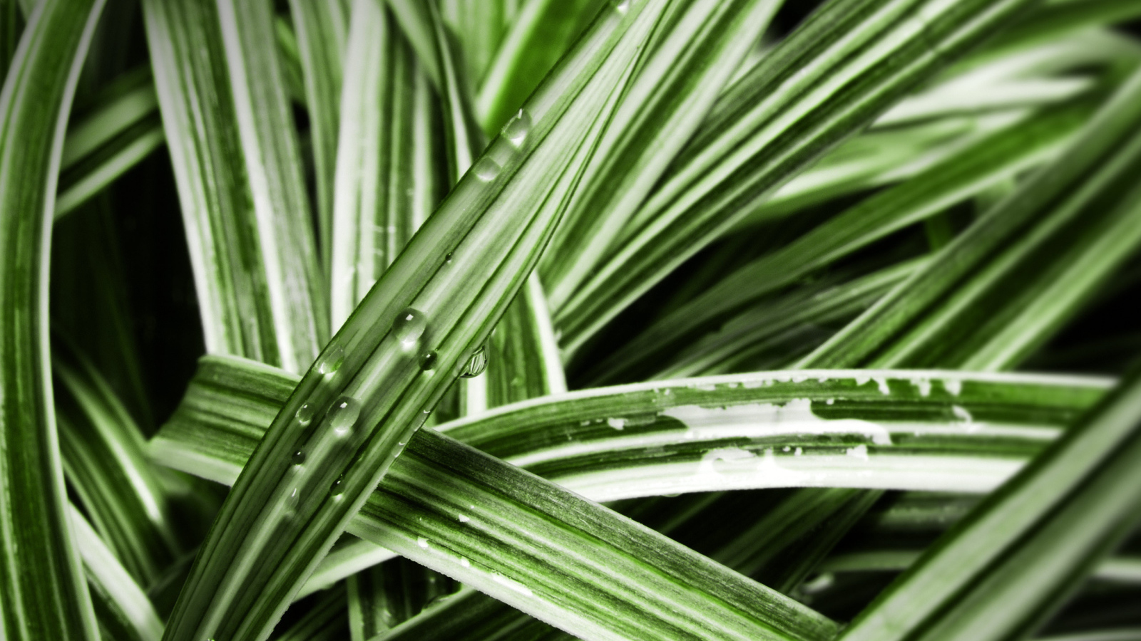 Мокрые листья