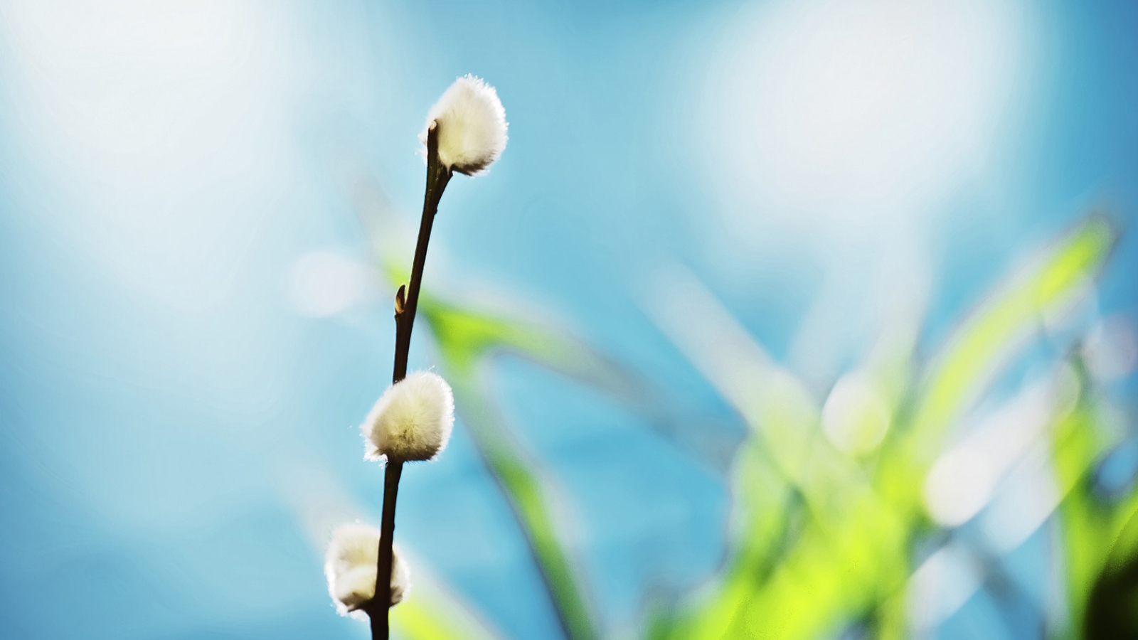 Ветка вербы