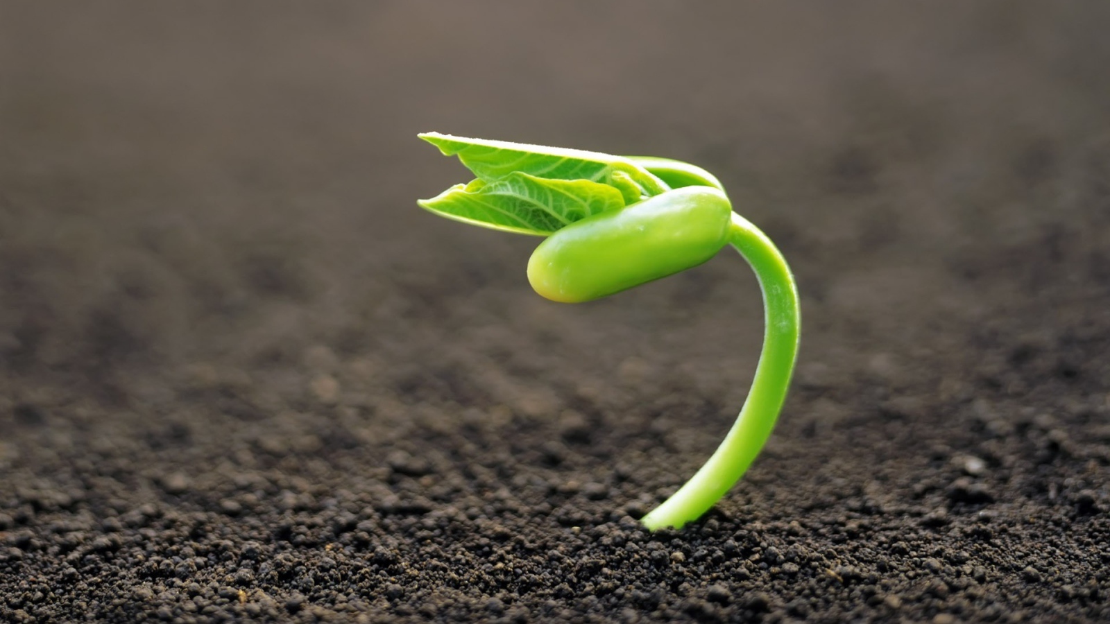 Молодой росток