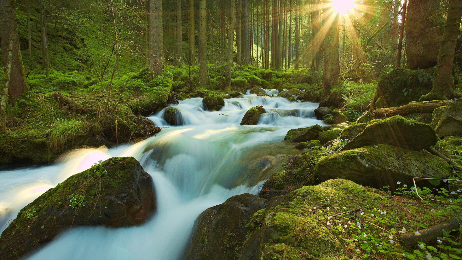 Ручей в чаще