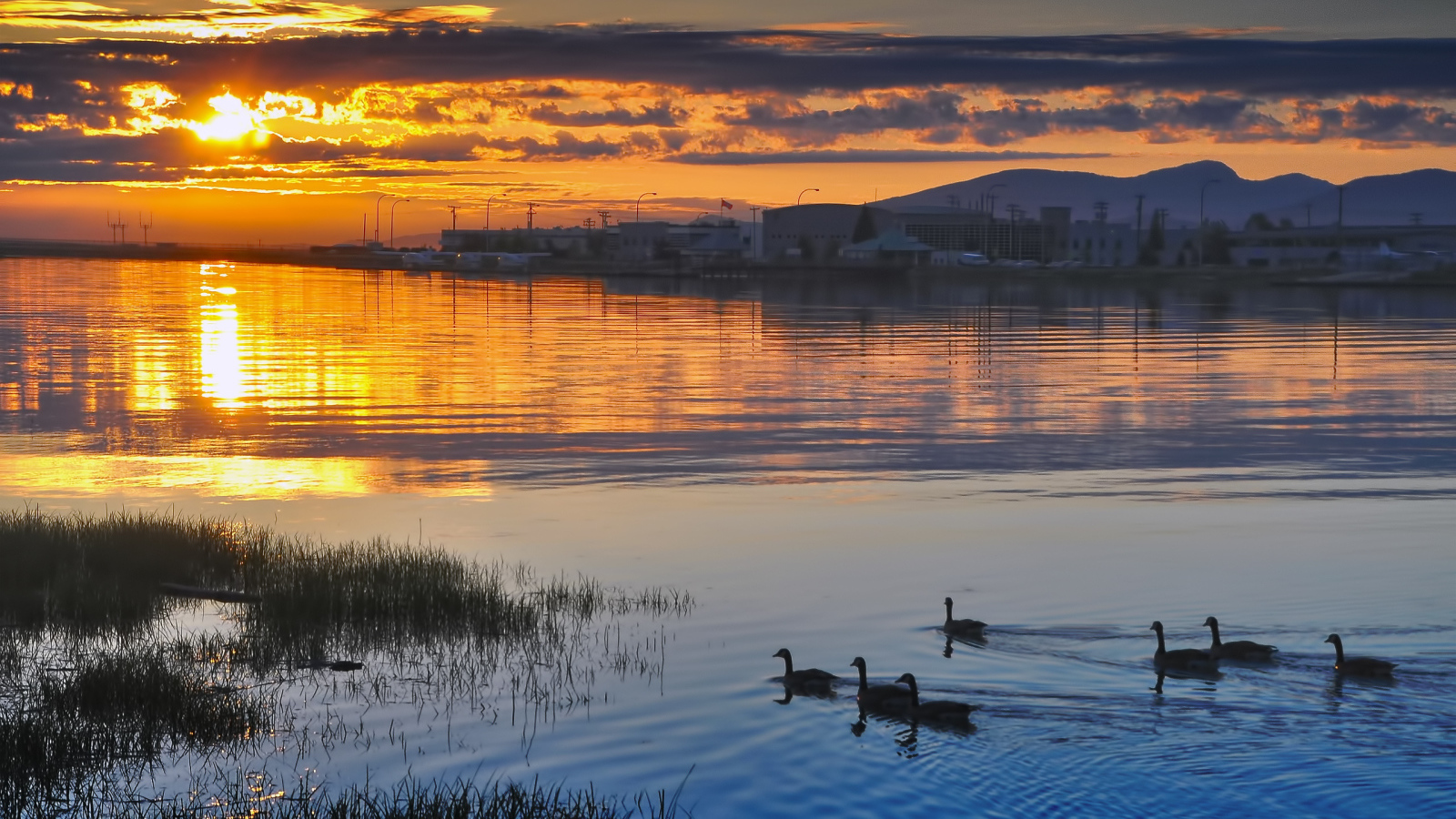 Утки на закате