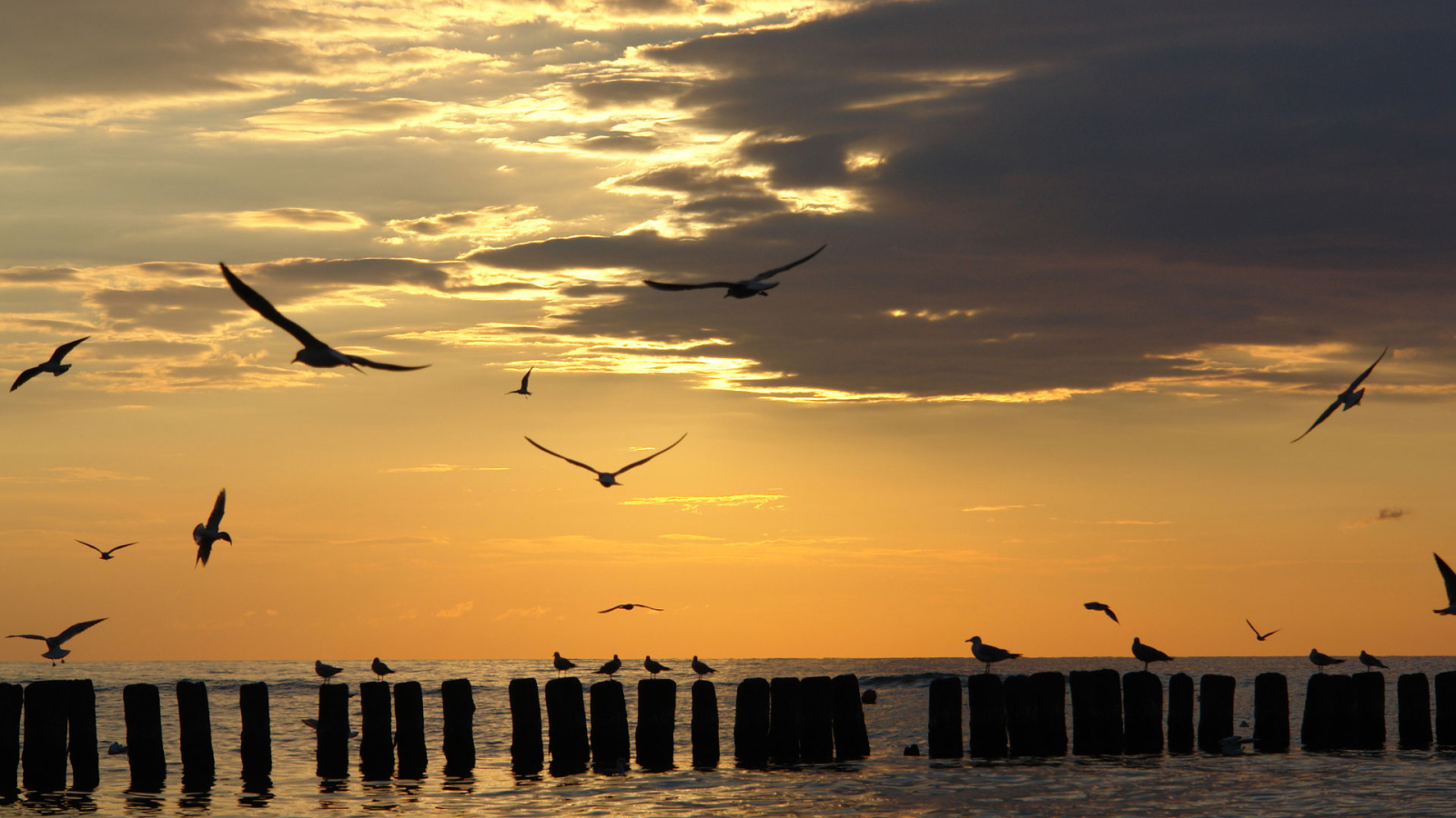 Чайки на закате