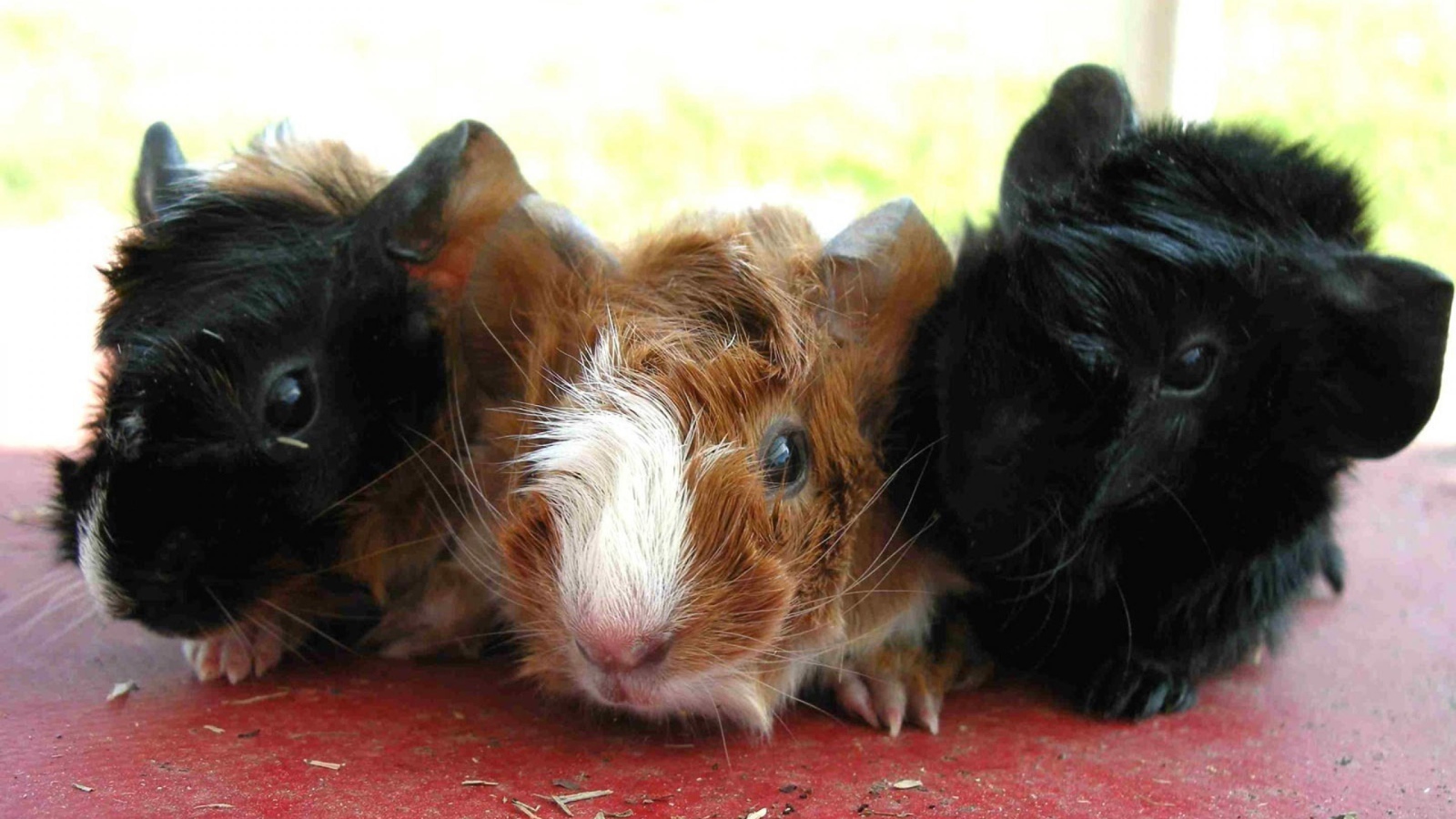 Морские свинки