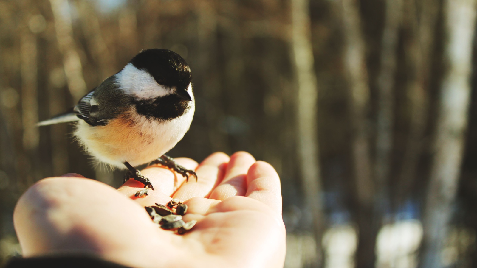 Птичка на ладони