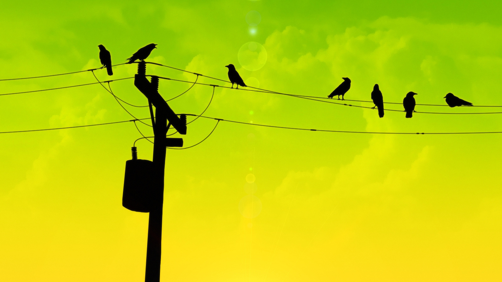 Птицы на проводах