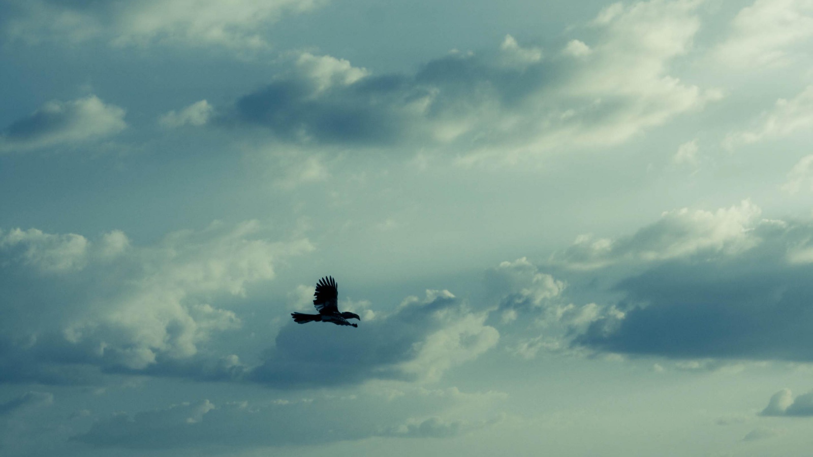Орел в небе