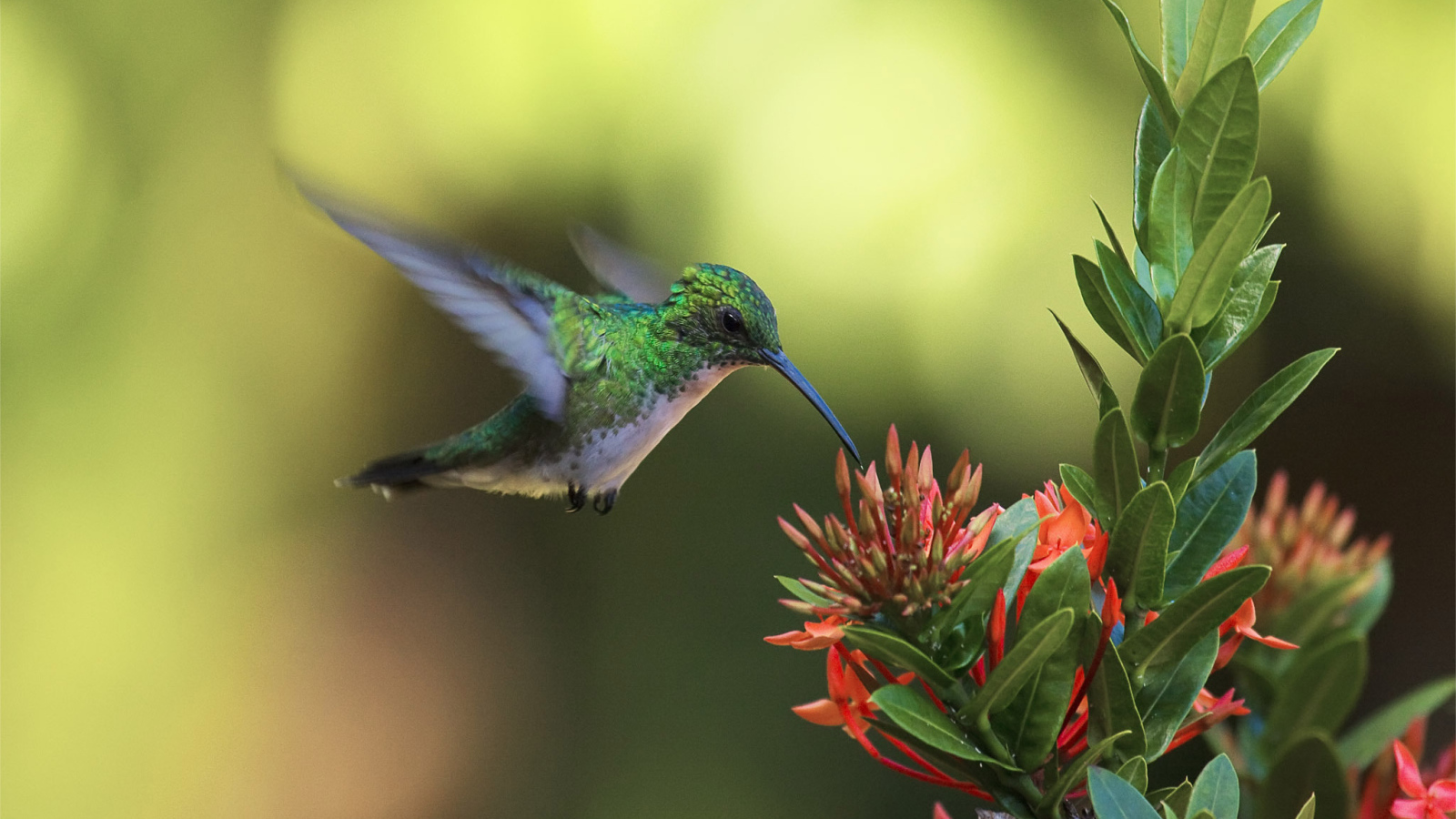 Колибри у цветка