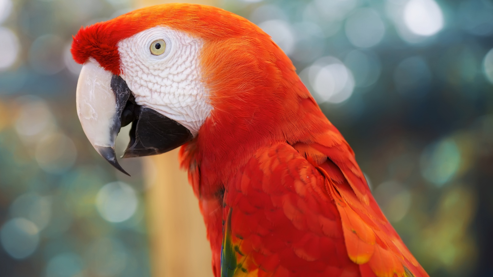 Красный попугай