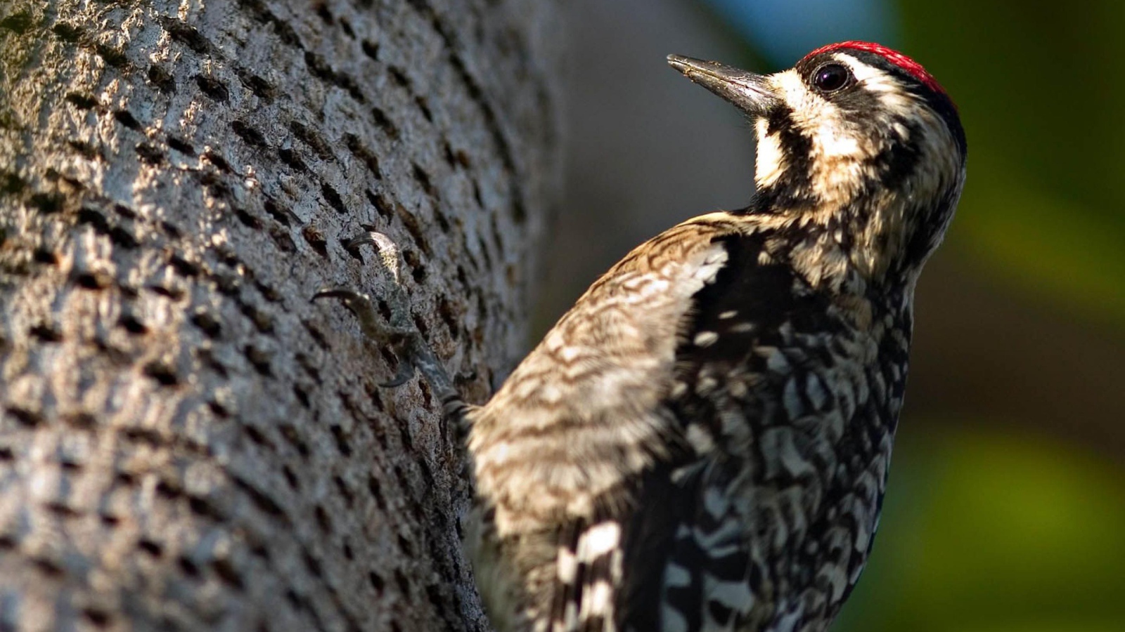 Дятел на дереве