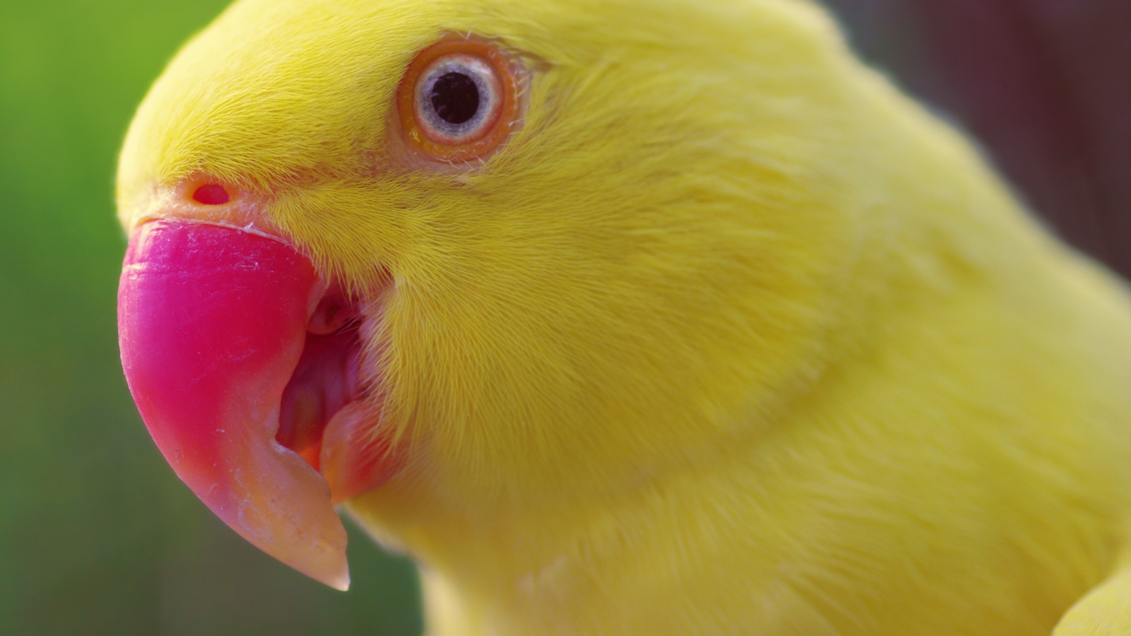 Желтый попугай