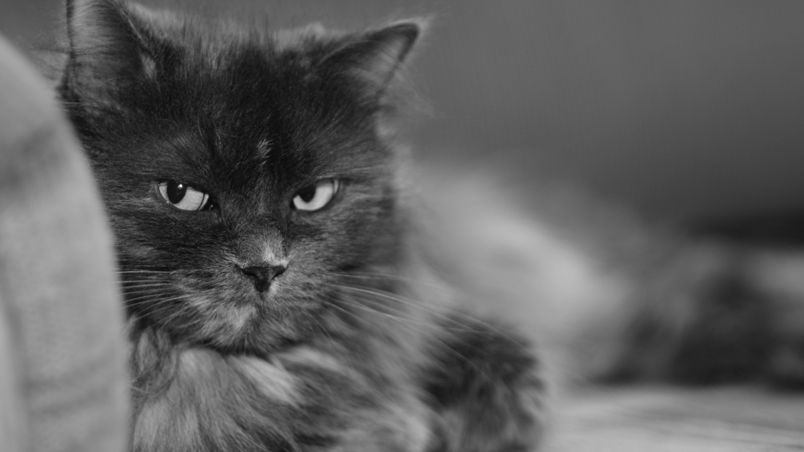 Пушистый кот