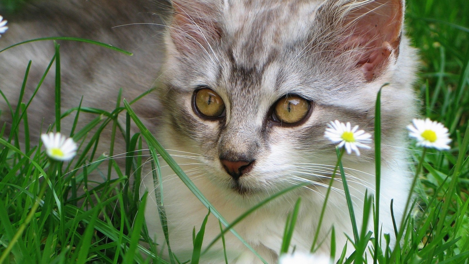 Котенок в ромашках