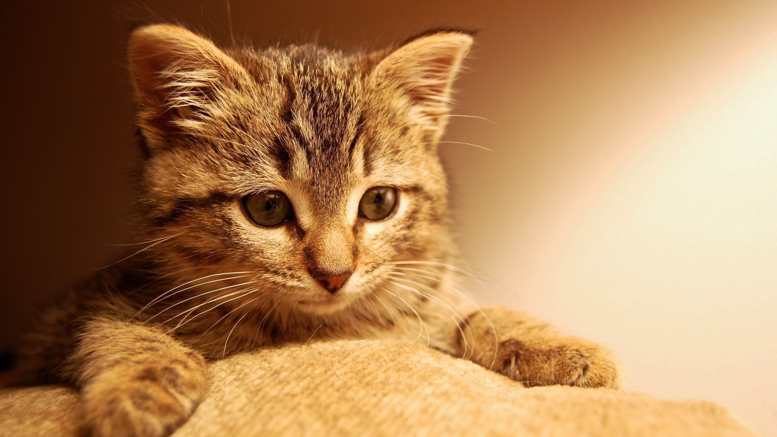 Маленький котенок