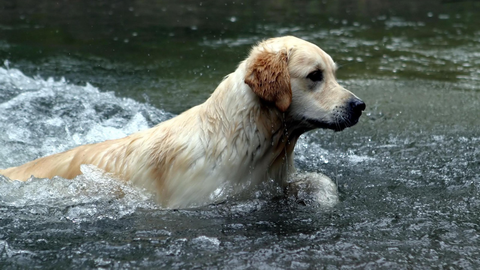 Австралийский лабрадор