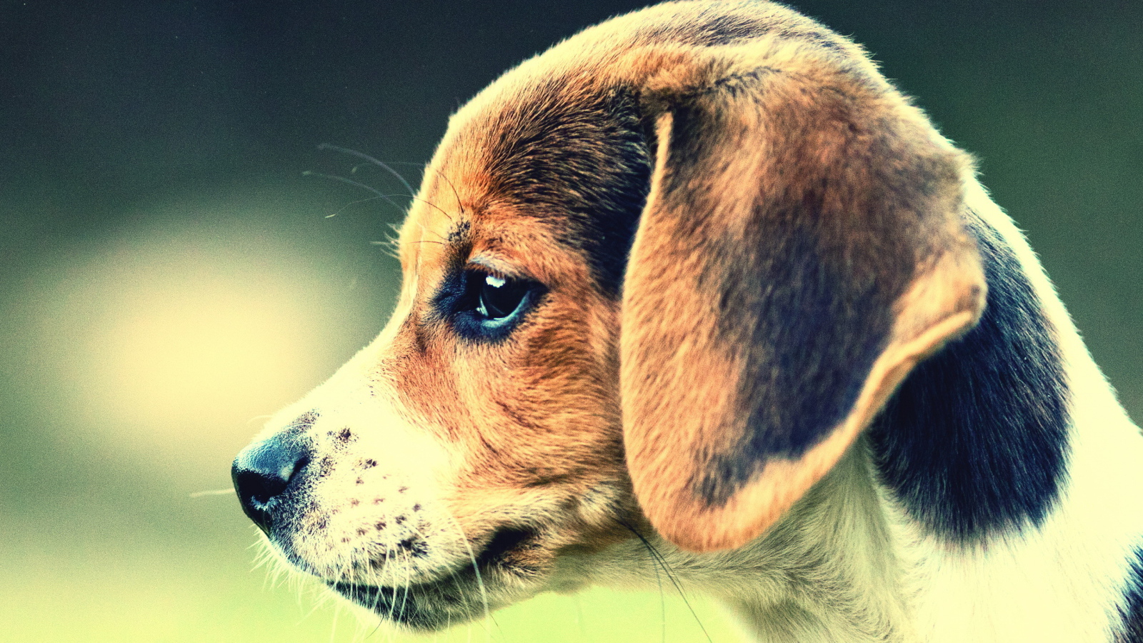 Собака Бигль