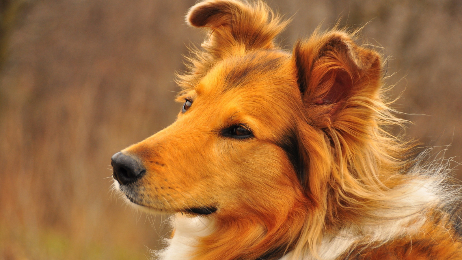 Красивая колли