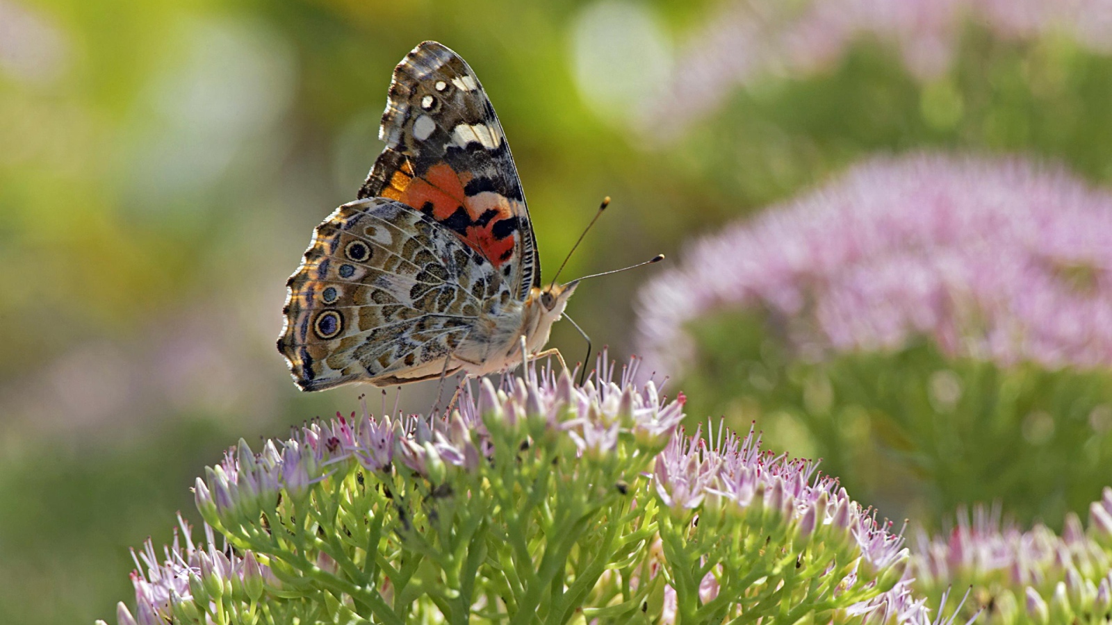Бабочка на поле