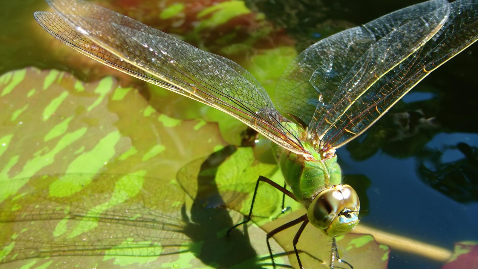 Полет стрекозы