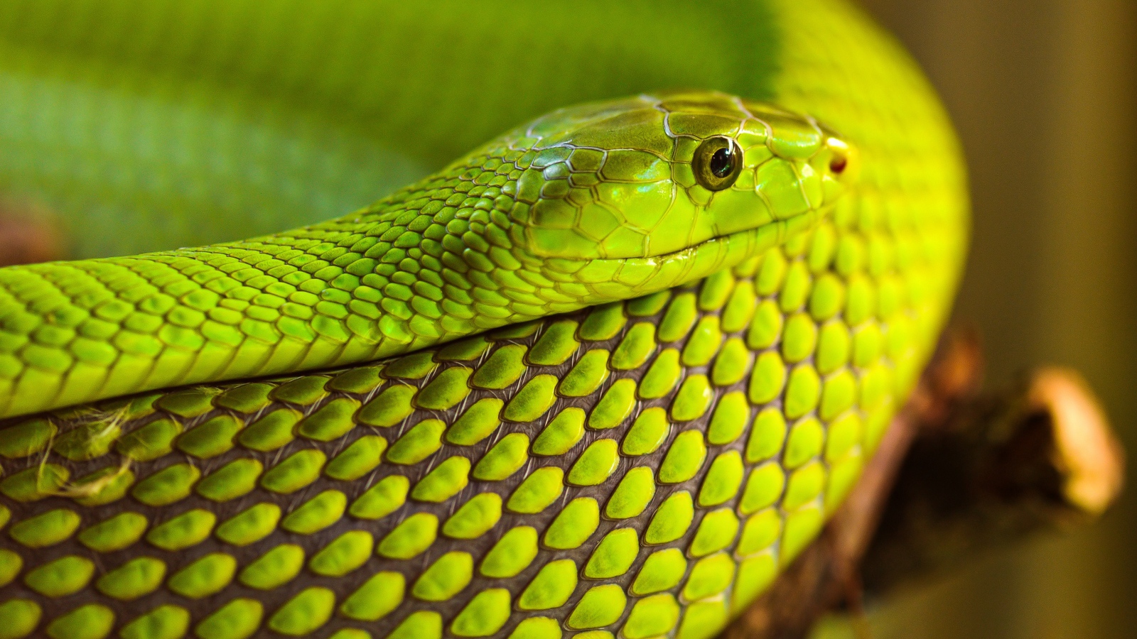 Зеленая змея на дереве 