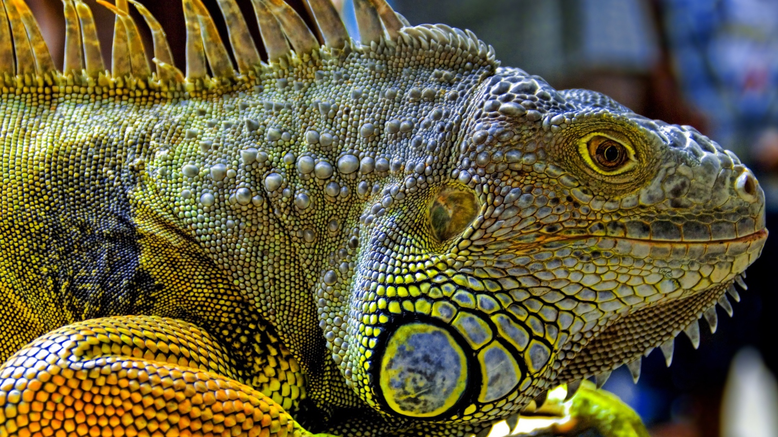 Игуана из Малайзии