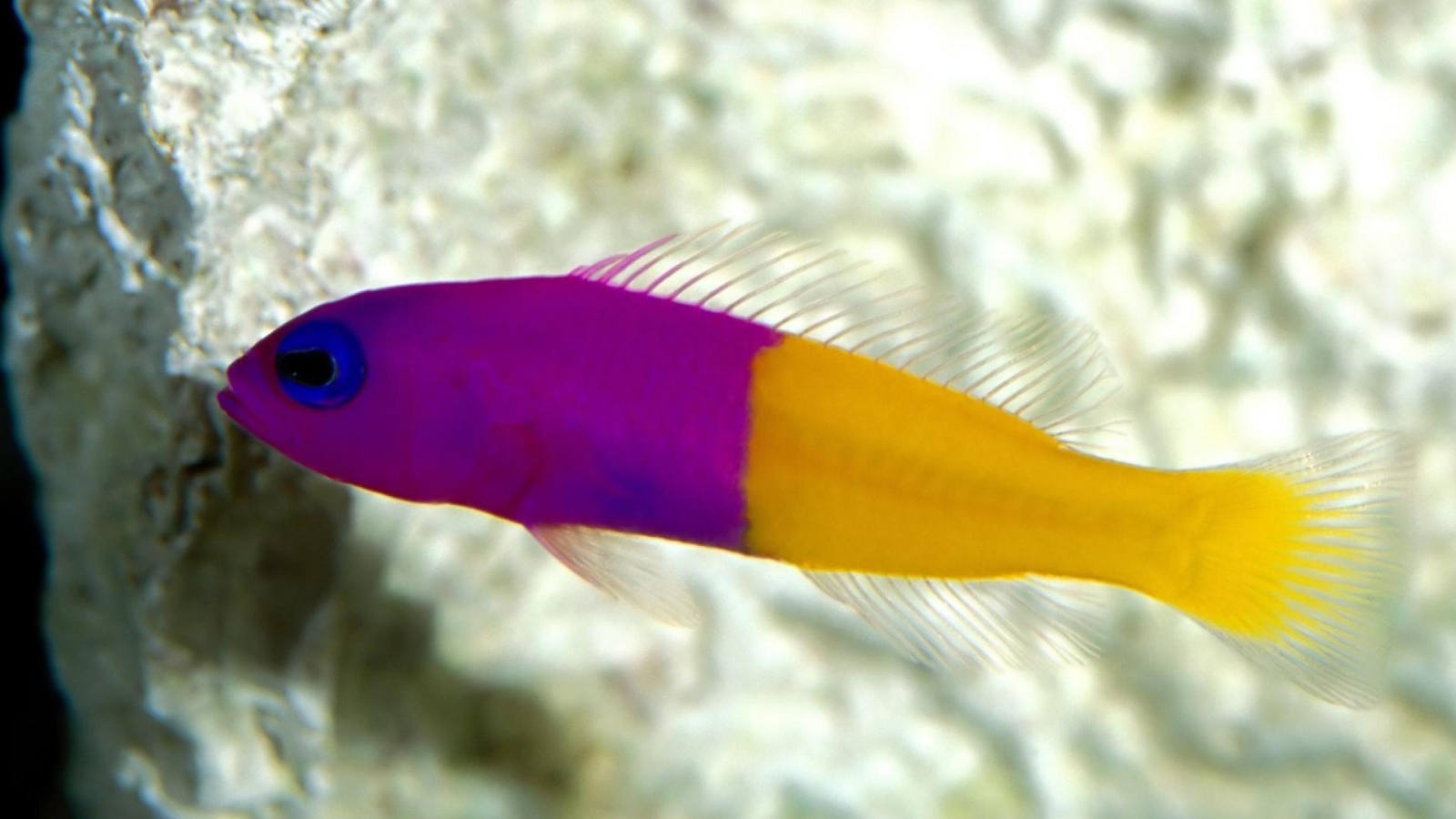 Радужная рыбка