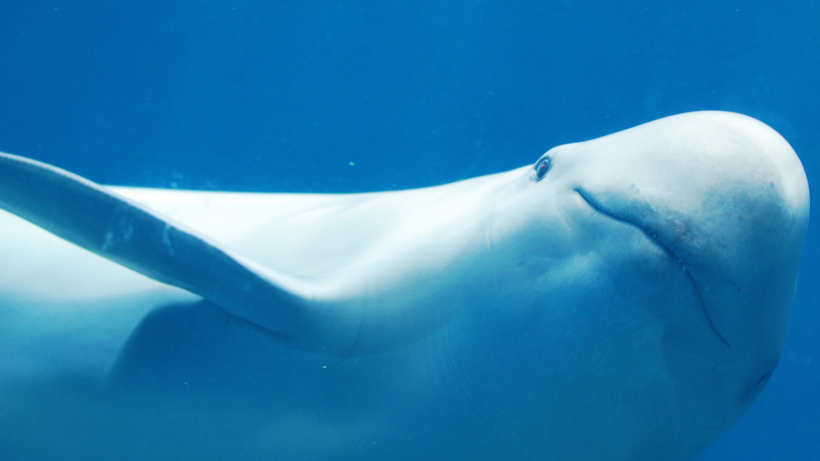 Белый дельфин