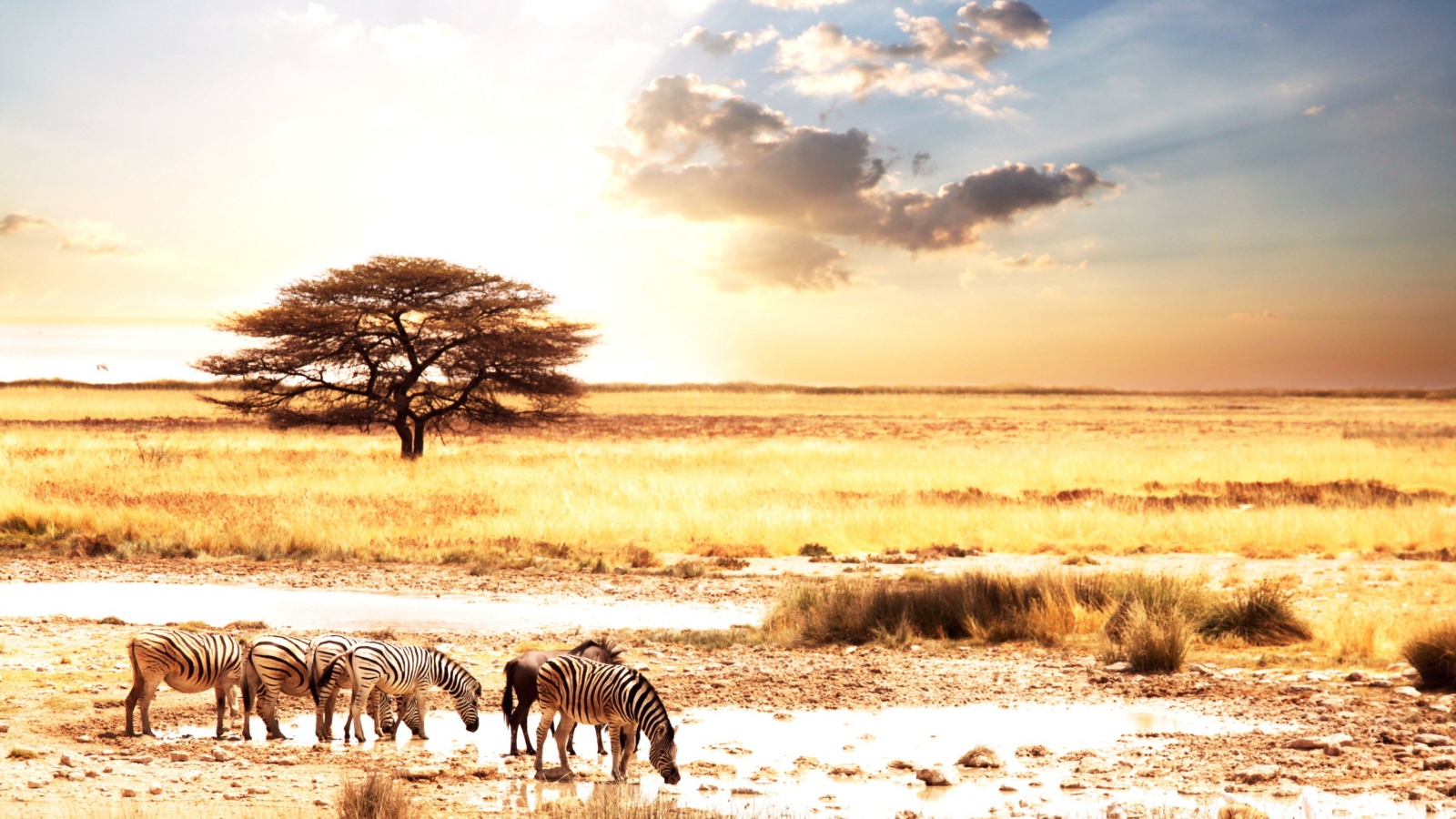 Зебры в саванне