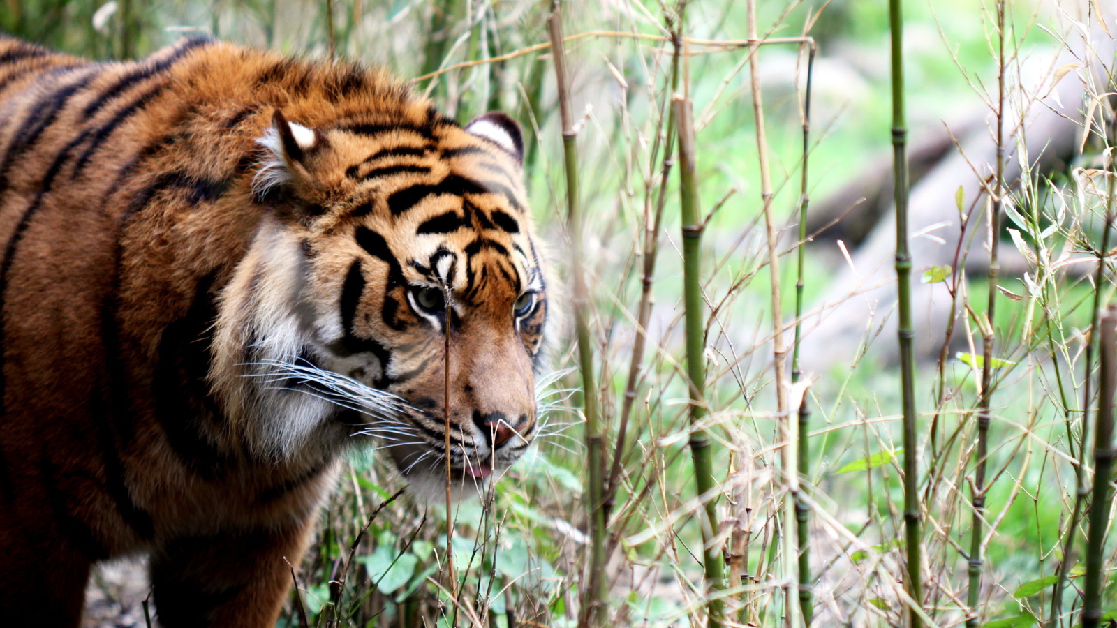 Тигр в тропиках