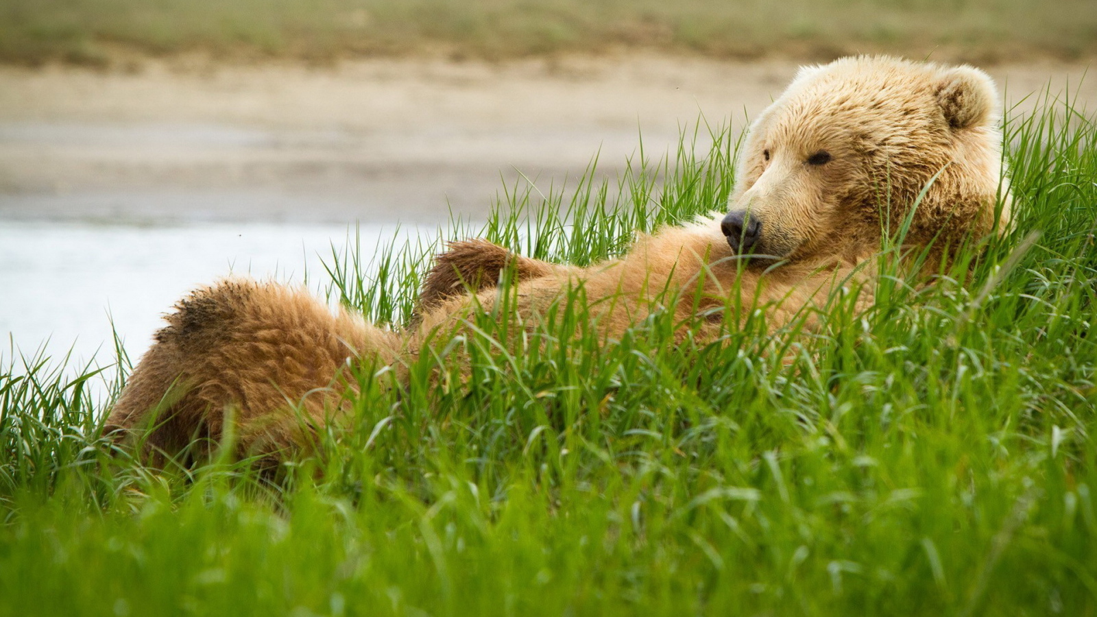 Медведь в траве