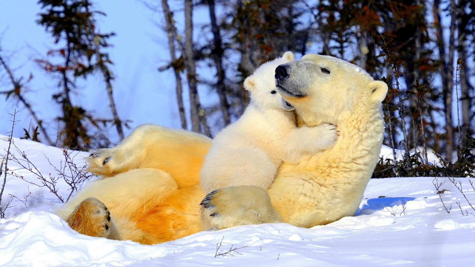 Белая медведица