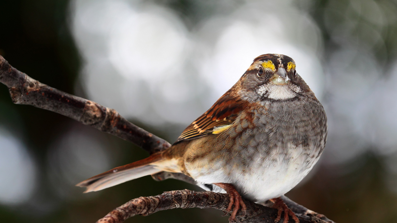 Птичка на ветке