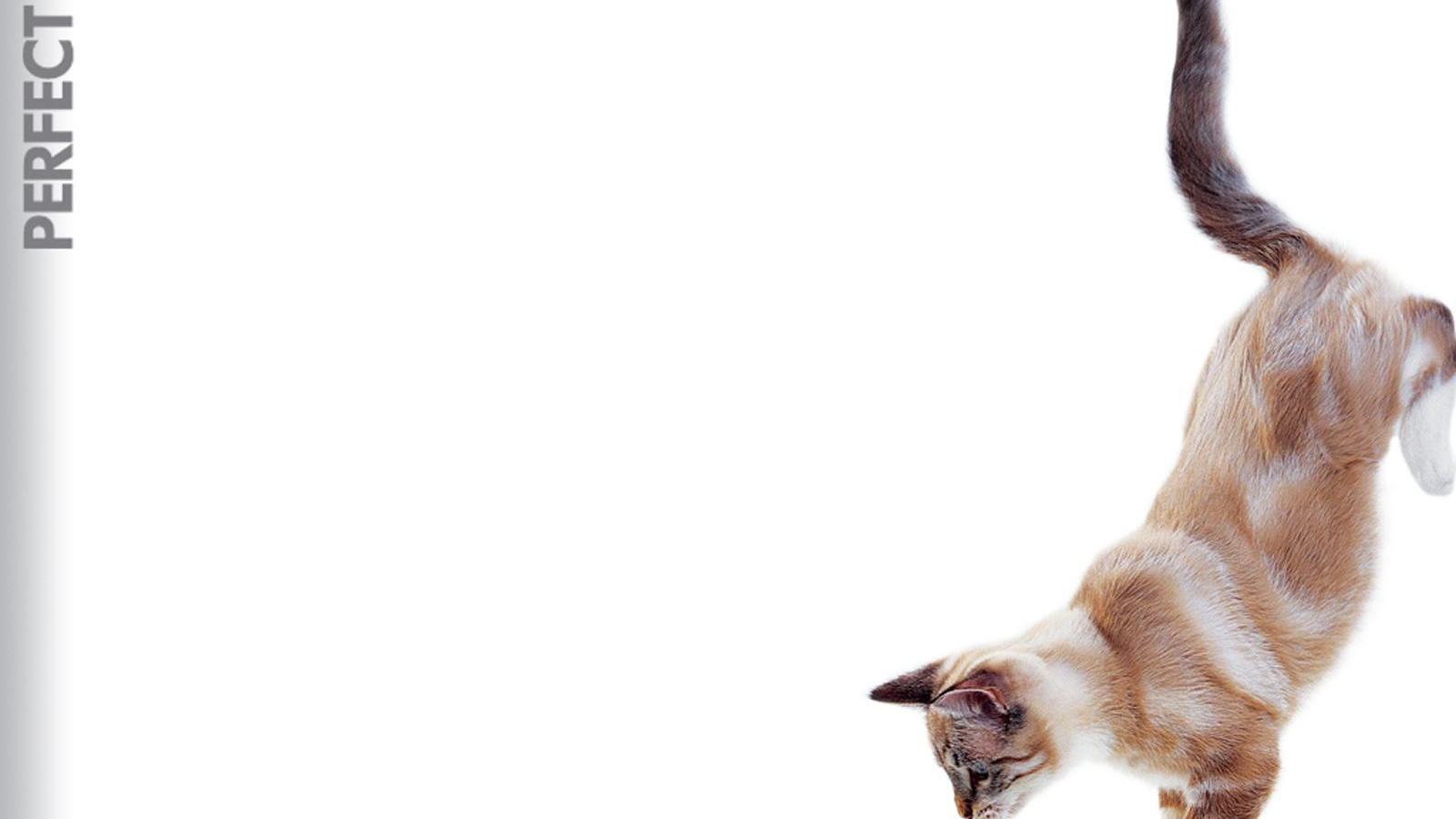 Кошка в прыжке