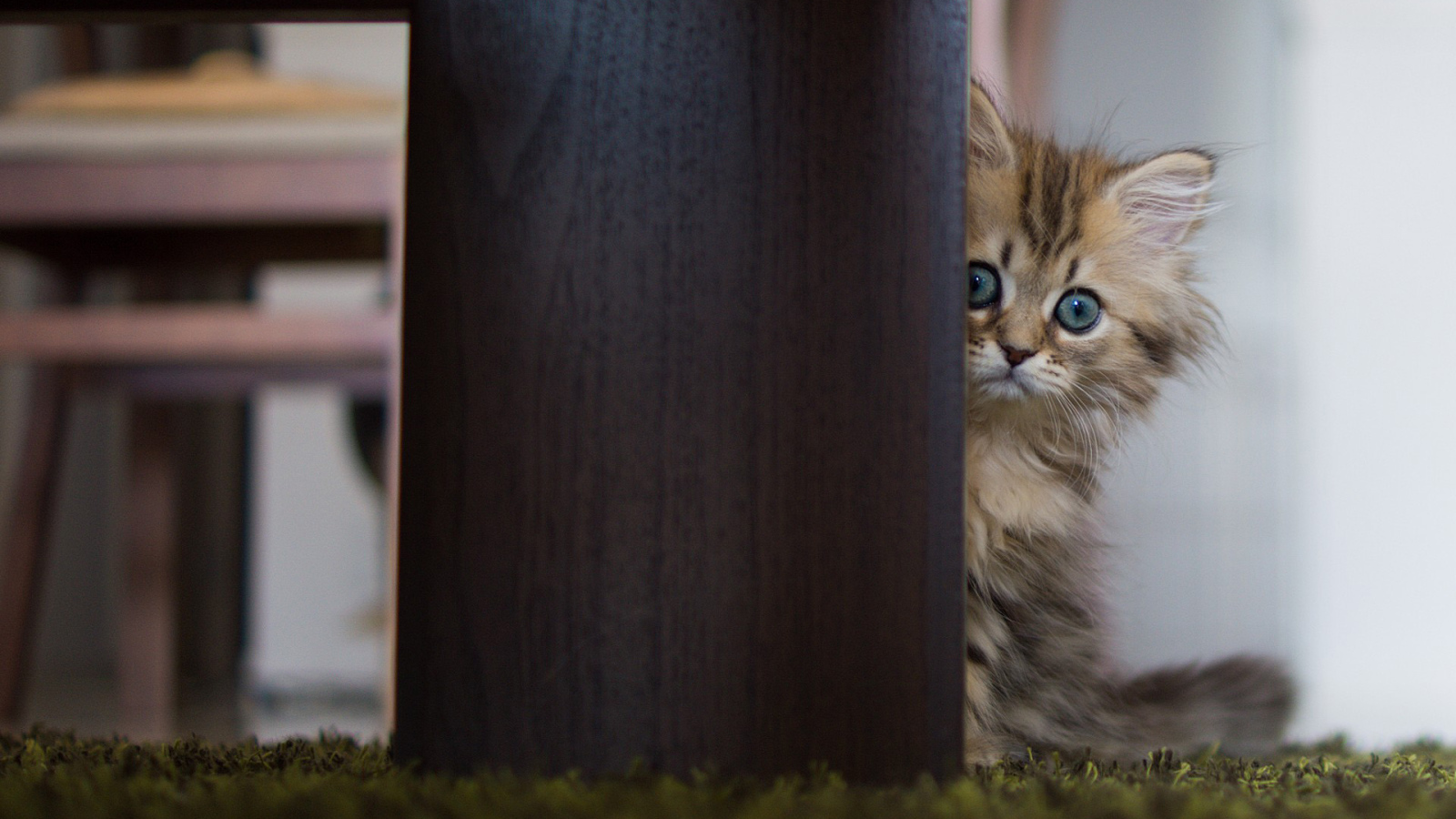 Испуганный котенок