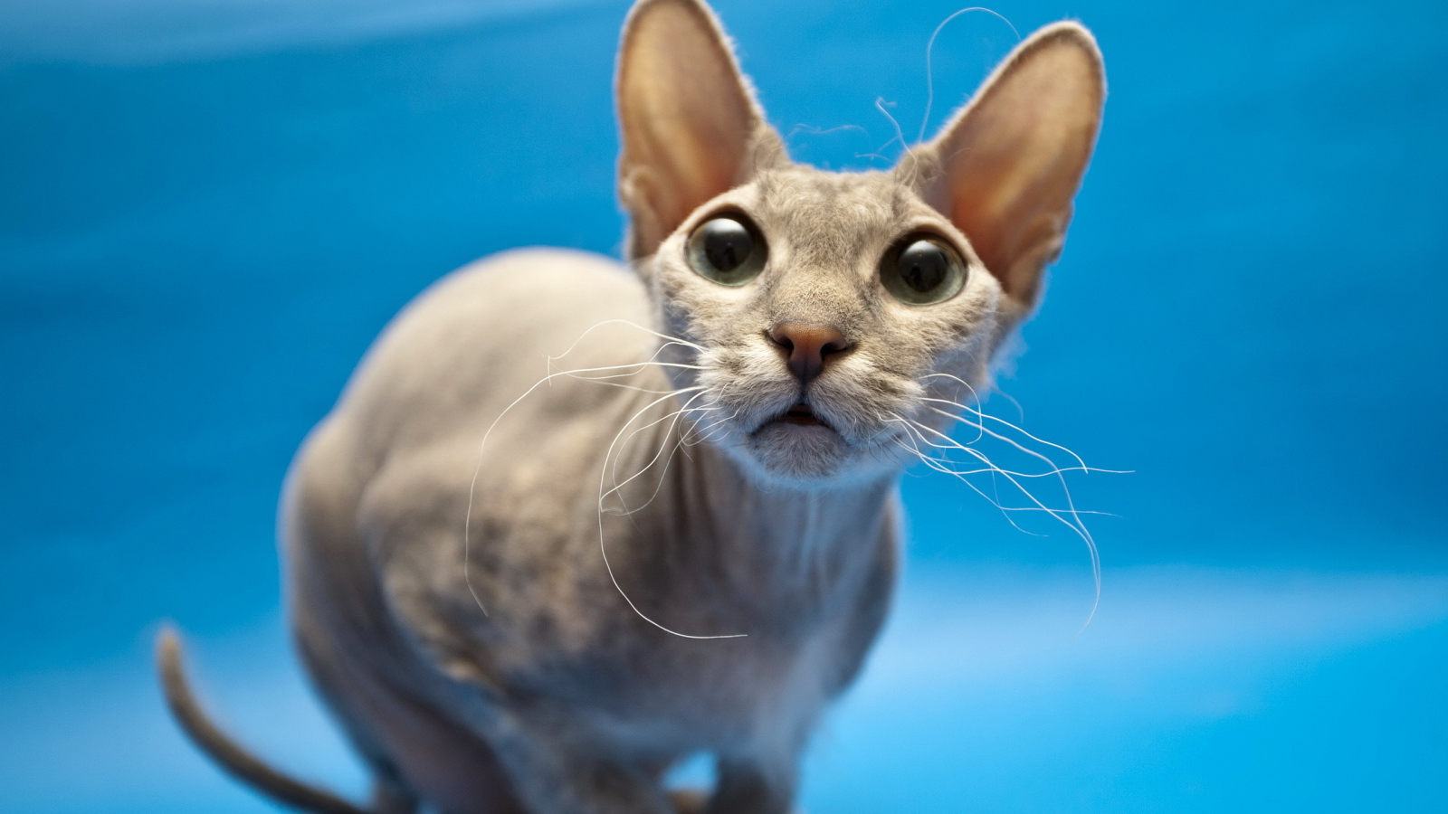 Кошка сфинкс