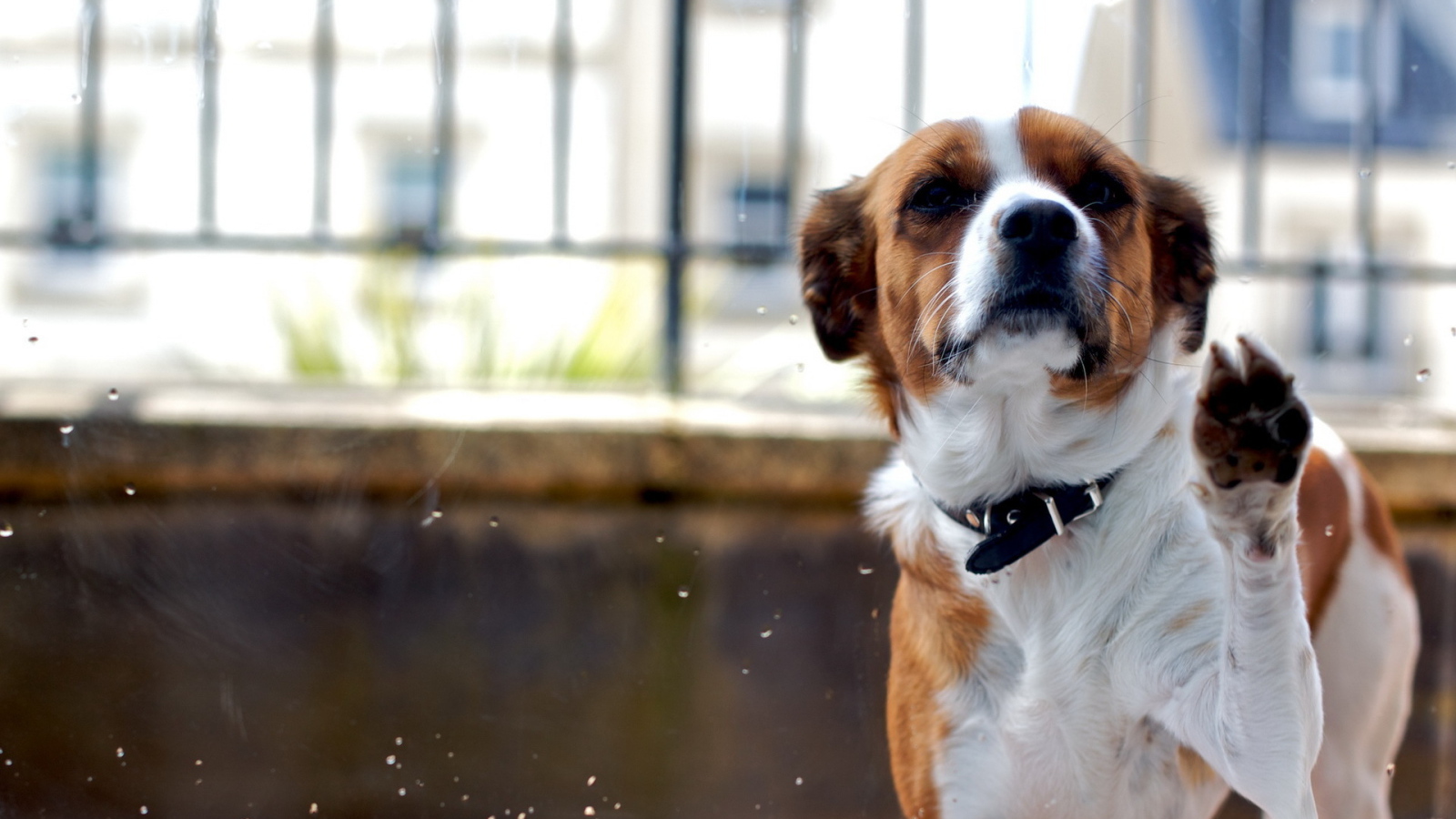 Собака за стеклом