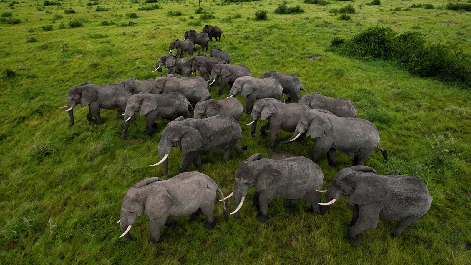 herd of Elephants