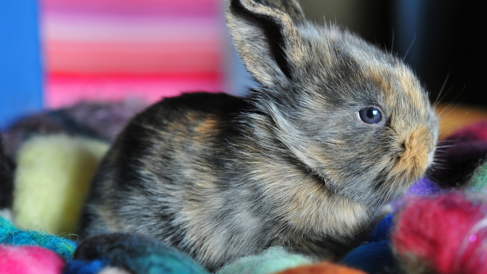 Ушастый кролик