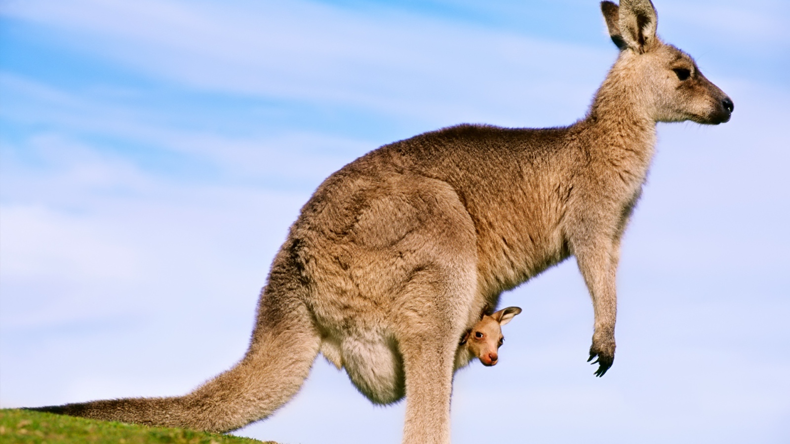 Кенгуру с детенышем