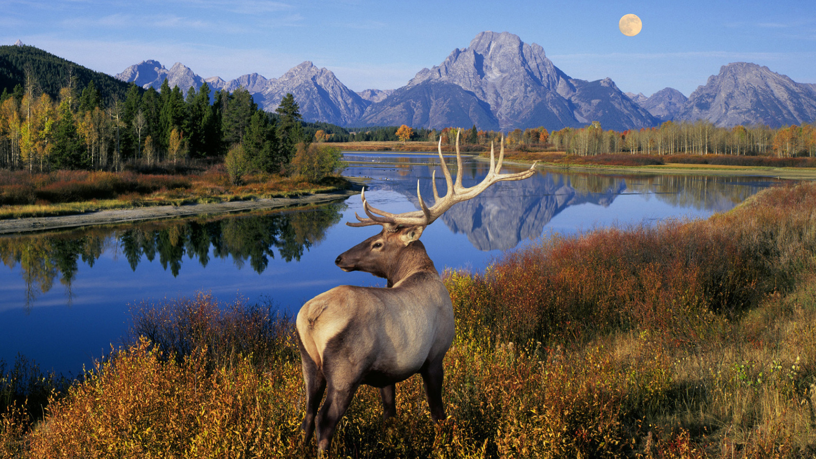 Олень у реки