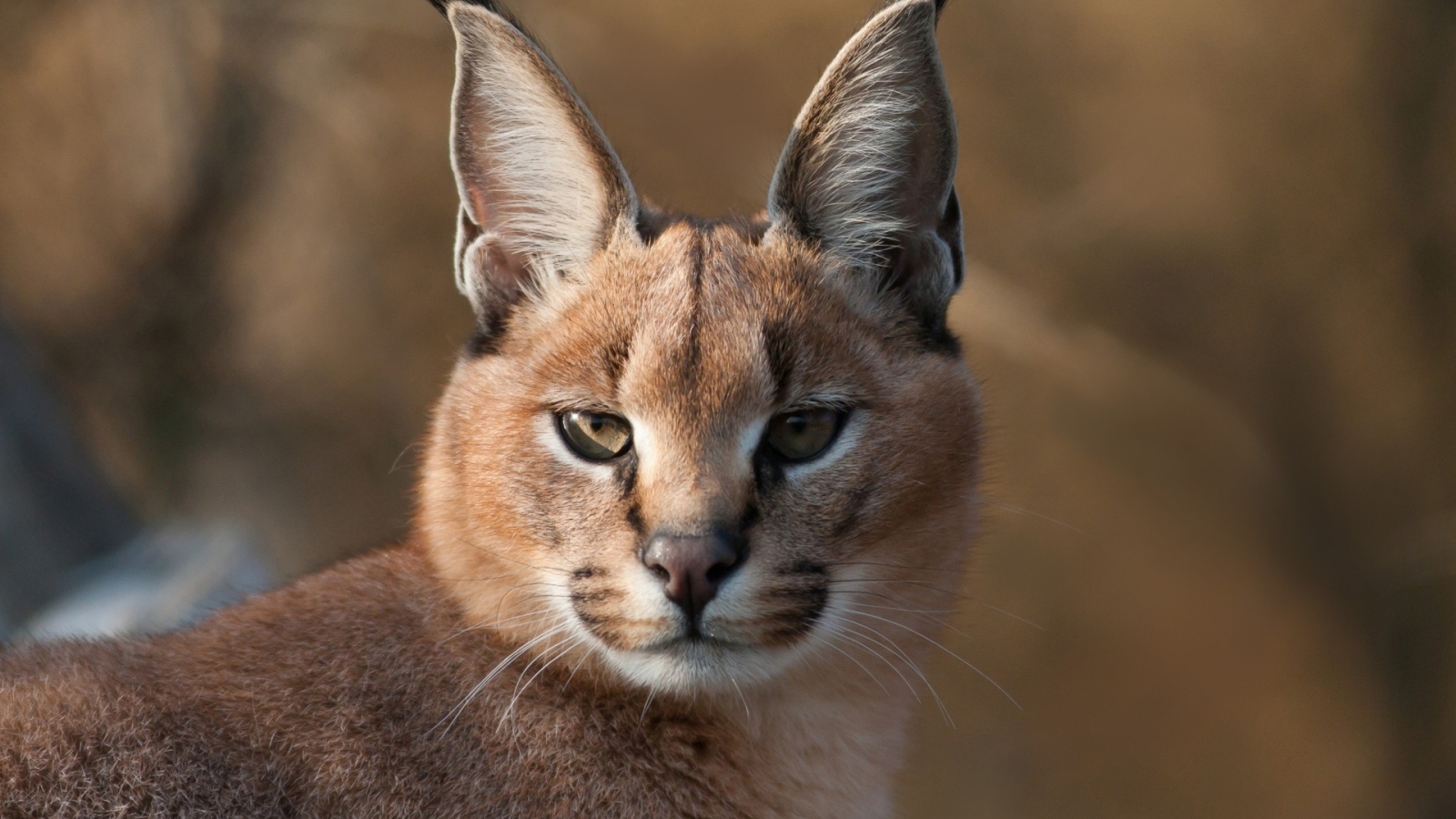 Дикий каракал