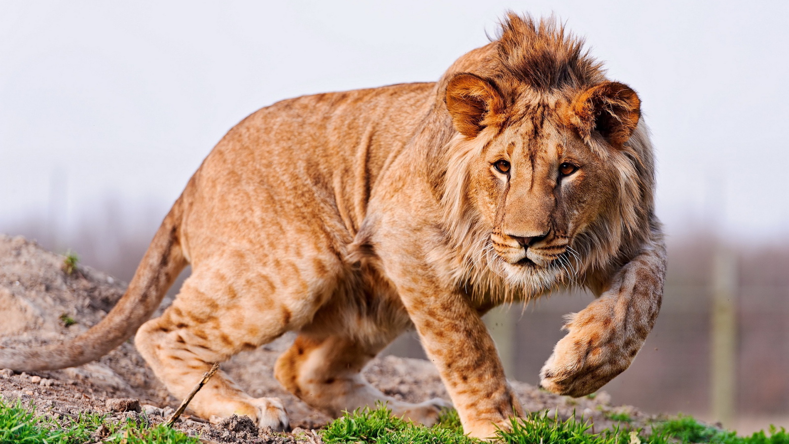 Молодой лев