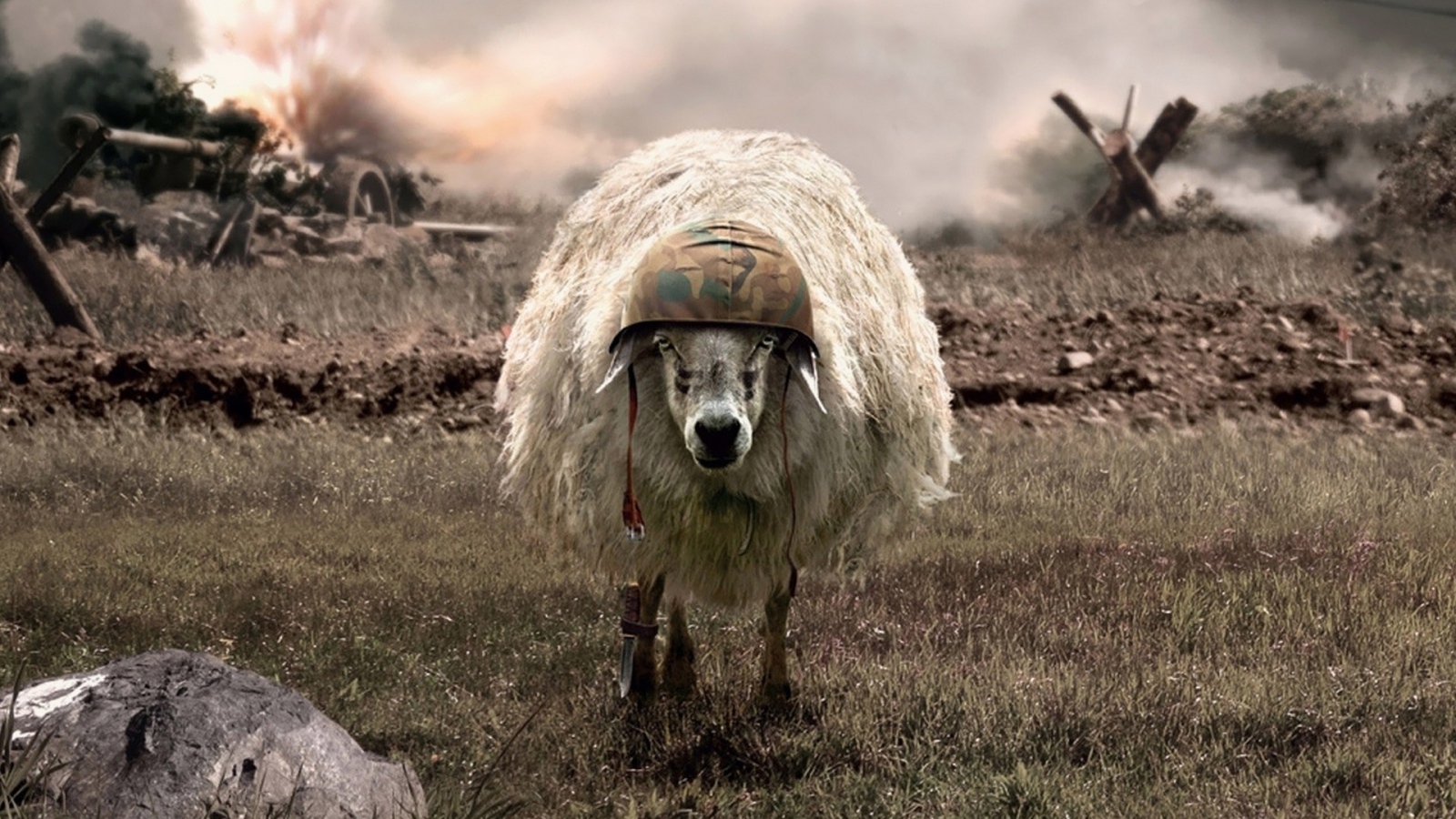 Овца в каске